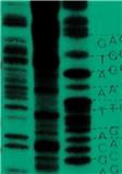 MICROBIAL GENOMICSпԺׅ^