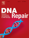 DNA REPAIRs־пԺׅ^(q)